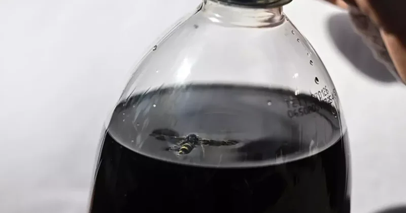 Ölü Arı İçeren Kolaya Dava