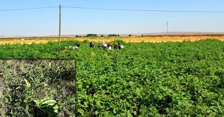 Kilis te yoldan geçenler için ekti! Ücretsiz herkes alabiliyor
