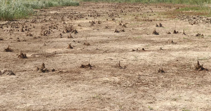 Tekirdağ da Yazır Göleti kurudu