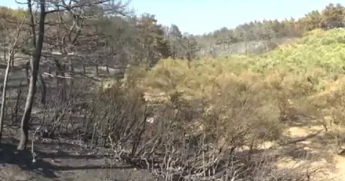 Çanakkale de şaşırtan görüntü! Sadece orası yanmadı