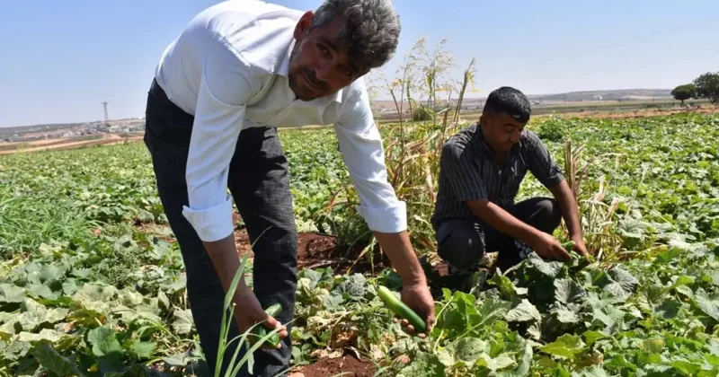 Gaziantep te hasat başladı! Domates, patlıcan...