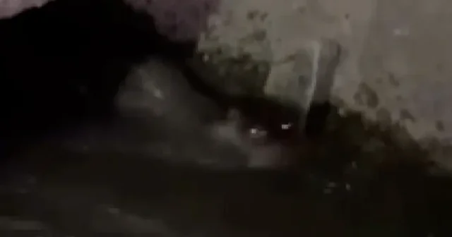 Bursa’da sulama kanalında su samurları görüntülendi VİDEO İZLE