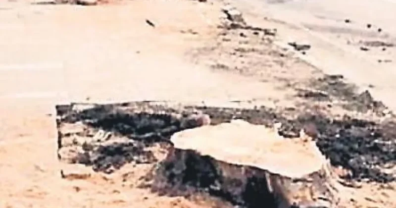 167 yıllık çınarlar böyle katledilmişti