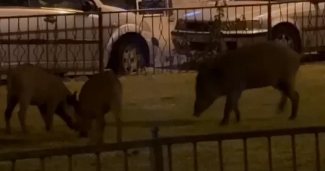 Marmaris te yaban domuzları ilçe merkezinde görüntülendi VİDEO İZLE