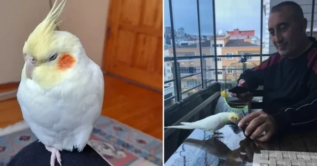 Kaçan sultan papağanı Paşa’yı bulana ödül verilecek Aktüel Haberleri