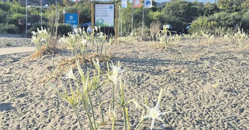 Bu çiçeği koparmanın cezası 557 bin lira