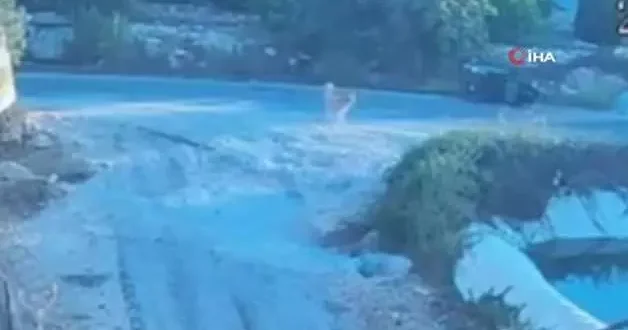 Köpek saldırınca motor devrildi