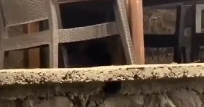 Ankara da ilginç görüntü! Ayı masaya oturup servis bekledi...