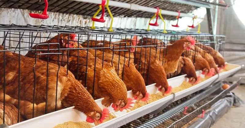 Tavuk eti üretimi yükselişe geçerken, yumurta üretimi geriledi