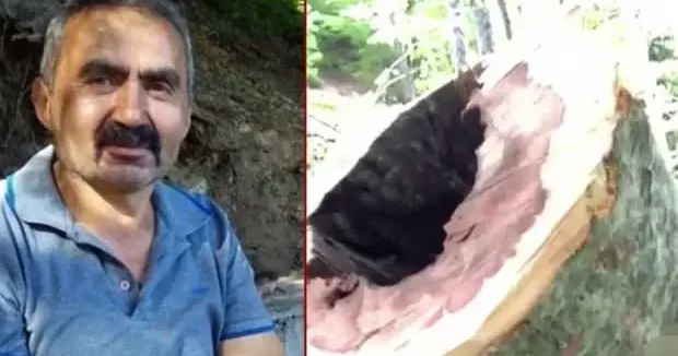 Bolu haberleri Bolu da feci kaza: Üzerine ağaç devrilen işçi öldü! 14 Mayıs 2025