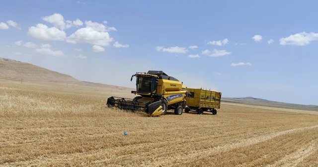 Mardin de buğdayda ilk hasat yapıldı; kilosu 17 liradan satıldı Mardin Haberleri