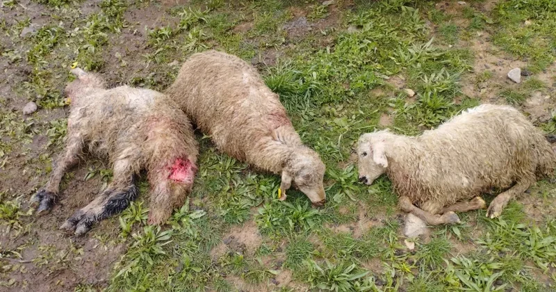 Erzincan da içler acısı manzara: 60 koyun telef oldu!