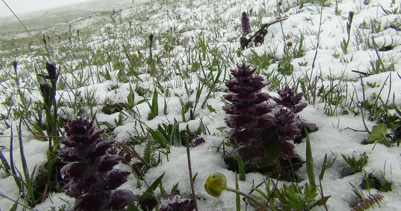 Kars ta mayıs ayında lapa lapa kar şaşırttı