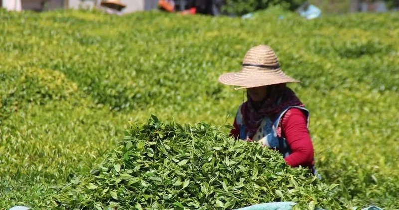 Karadenizli vekil açıkladı: Çay fiyatları üreticinin iflasını getirecek