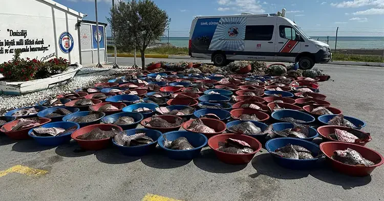 Arnavutköy de kaçak avlanan 900 kalkan balığına el konuldu