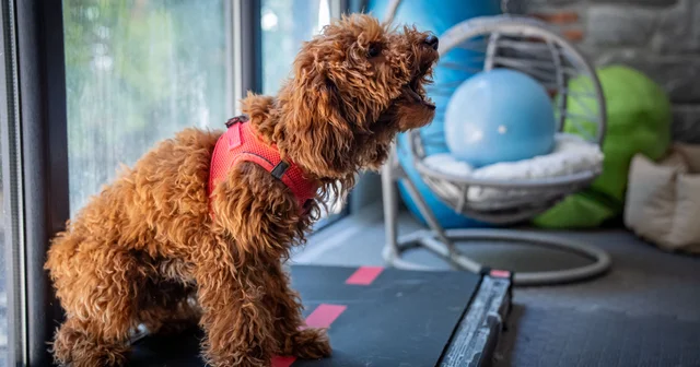 Muffin isimli köpek travmayı aşmaya çalışıyor Ankara Haberleri