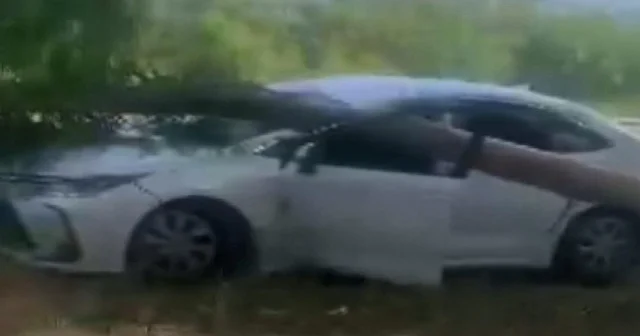Muğla’da radar aracının üzerine ağaç devrildi: O anlar ‘görünmez kaza’ dedirtti VİDEO İZLE