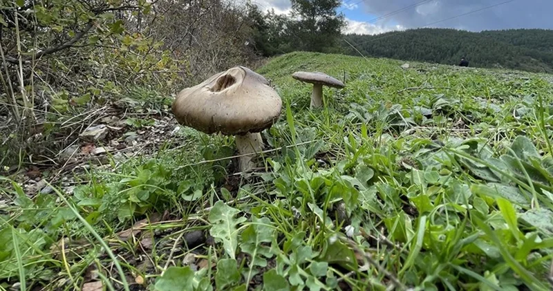 Mantar zehirlenmelerine karşı uyarı