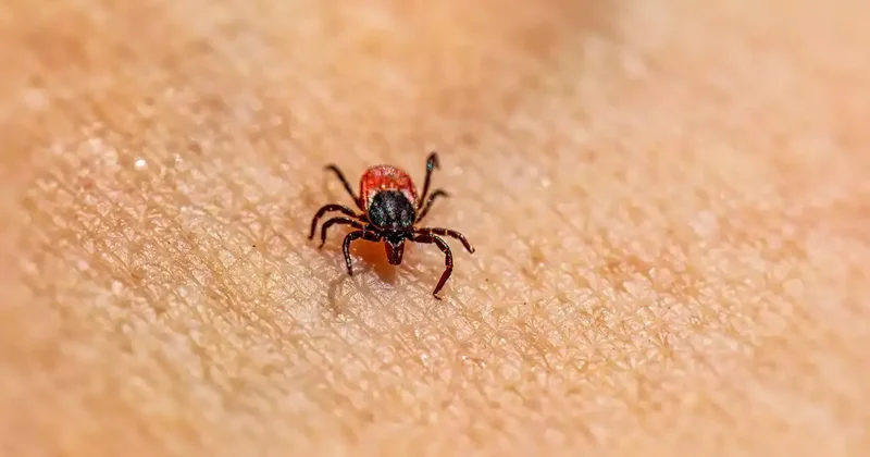 Doğal kene kovucu: Kurtulmak için birebir! Sürdüğünüzde keneden korunacaksınız