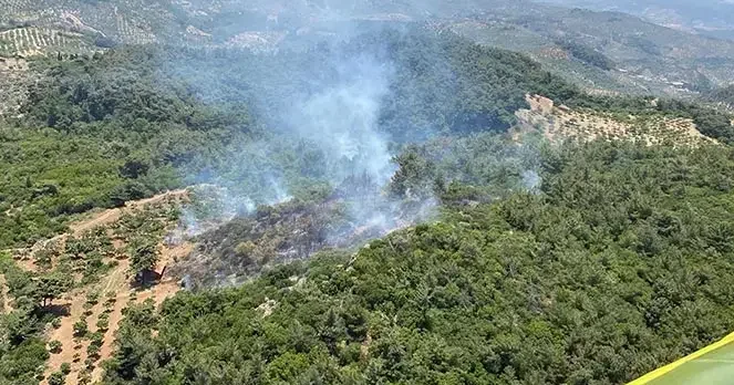 Aydın da orman yangını