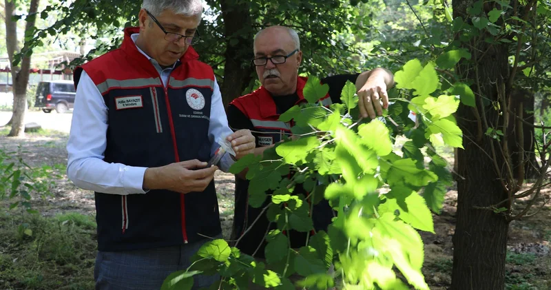Kahverengi kokarcayla mücadele! 2 bin adet samuray arısı doğaya salındı