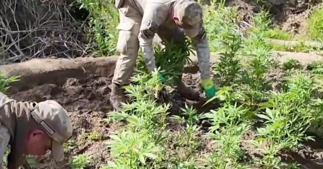 Diyarbakır’da uyuşturucuya büyük darbe: 100 ton esrar üretilebilecek kenevir ve skunk ele geçirildi VİDEO İZLE