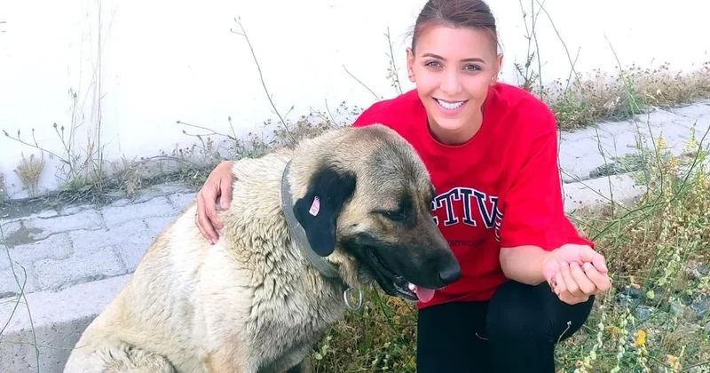 Sokak köpeklerini kurtardı, 105 bin TL ceza kesildi! Sözcü Gazetesi