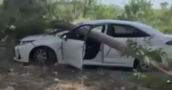 Muğla da görünmez kaza: Radar aracının üzerine ağaç devrildi!