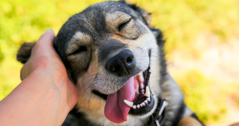 Patili dostlarımızın gizli yeteneği: Köpekler duygularımızı nasıl okur?