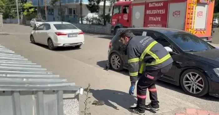 Batman’da tavan arasında sıkışan kedi kurtarıldı
