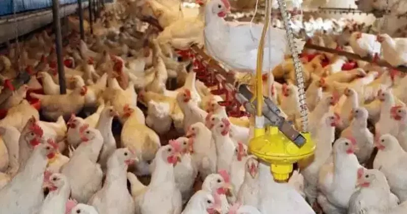 Mayısta yumurta üretimi azaldı, tavuk eti ve içme sütü üretimi arttı