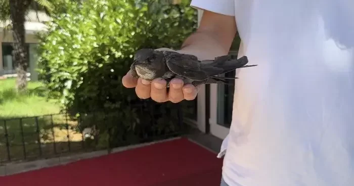 Şişli’de yaralı ebabil kuşuna vatandaşlar sahip çıktı
