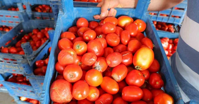 Salça dönemi başlamayınca domatesin fiyatı 3 TL ye kadar düştü Kahramanmaraş Haberleri