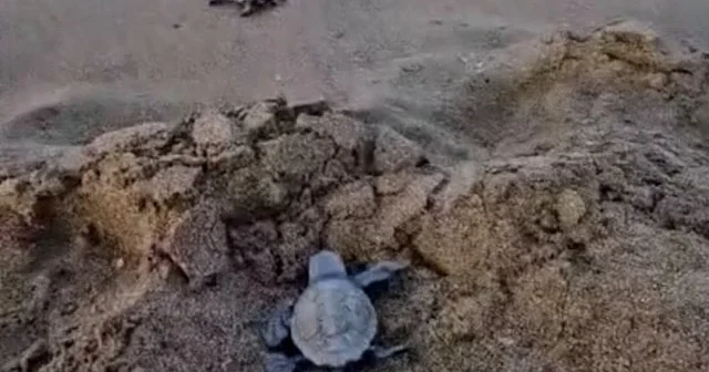 Muğla’da 350 caretta caretta yavrusu İztuzu Sahili’nden denize ulaştı VİDEO İZLE