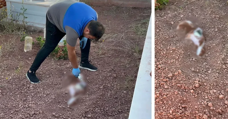 Mezarlığa gömülen köpek leşi ekipleri alarma geçirdi