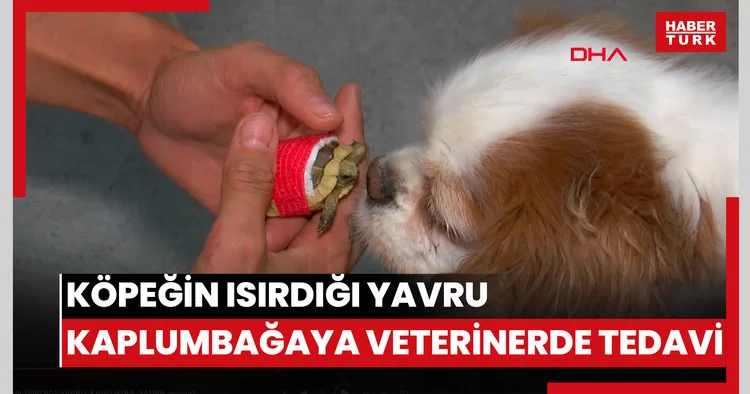 Köpeğin ısırdığı yavru kaplumbağaya veterinerde tedavi
