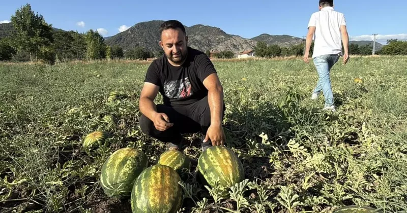 Dönüm fiyatı 10 bin lira: Hasat başladı