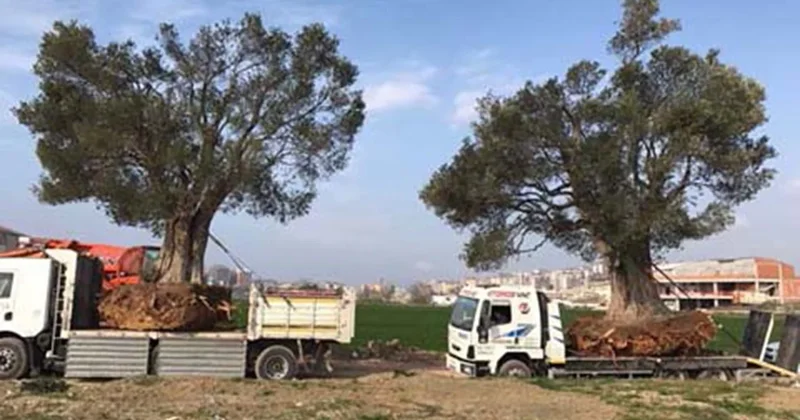 Zeytin ağaçlarımızı profesörler katledecek Sözcü Gazetesi