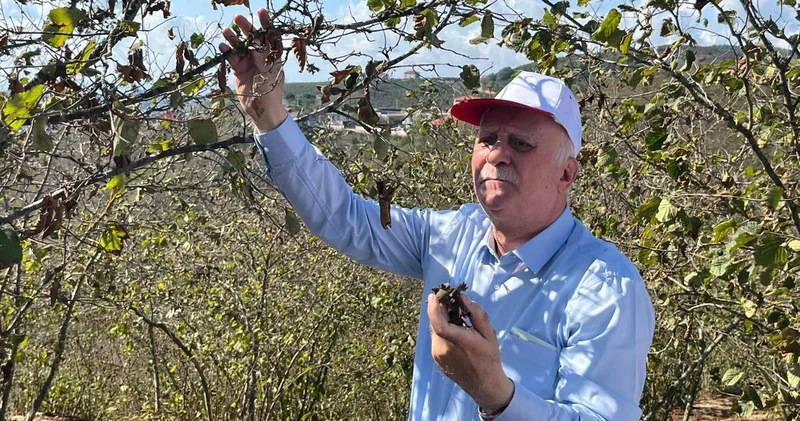 TZOB: Fındık para etmezse Karadeniz’de hayat durur Alışveriş Haberleri