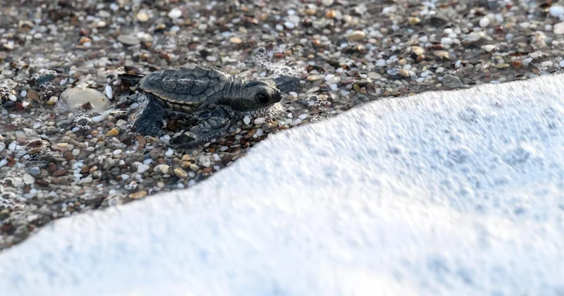 Caretta caretta yavruları mavi sularla buluştu