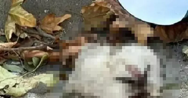Turgutlu da sokakta kedi başı bulundu iddiası