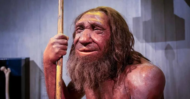 Neandertaller in avladıkları devasa hayvanları bilinçli olarak çürümeye bırakmalarının nedeni nihayet ortaya çıktı Sözcü Gazetesi