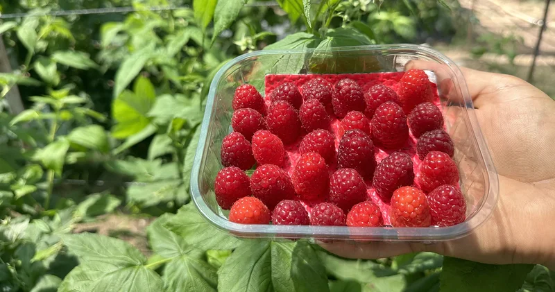 Isparta da ahududu hasadı