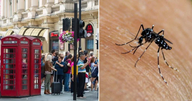 Sivrisineklerden bulaşan chikungunya virüsü İngiltere de hızla yayılıyor Dünya Haberleri