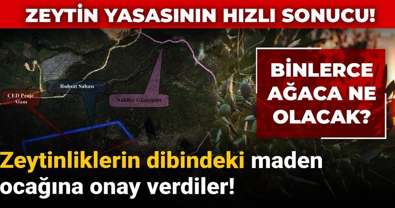 Zeytin yasasının hızlı sonucu! Zeytinliklerin dibindeki maden ocağına onay verdiler