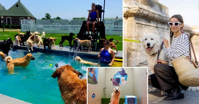 Financial Times gazetesinden çarpıcı analiz: Köpekler çocukların yerini aldı Gündem Haberleri