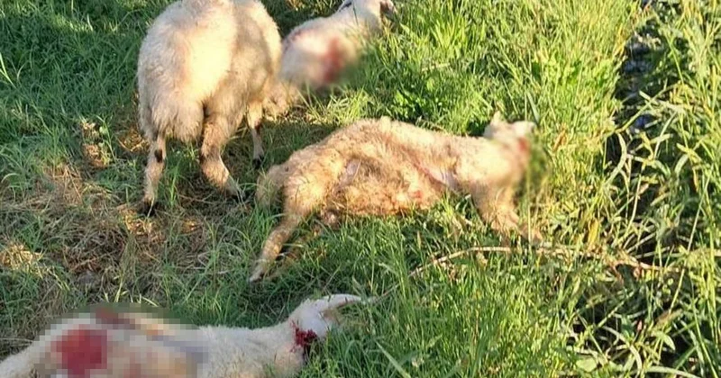 Başıboş sokak köpekleri 6 kuzuyu telef etti
