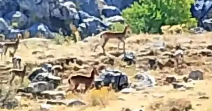 Malatya’da sürü halindeki yaban keçileri görüntülendi