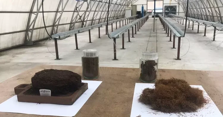 Çay atıklarından mucize ürün! ÇAYKUR dan Çaykopit sürprizi
