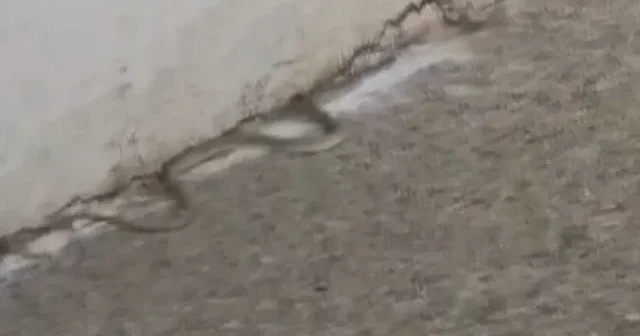 Ankara’da bina bahçesinde yılan paniği VİDEO İZLE